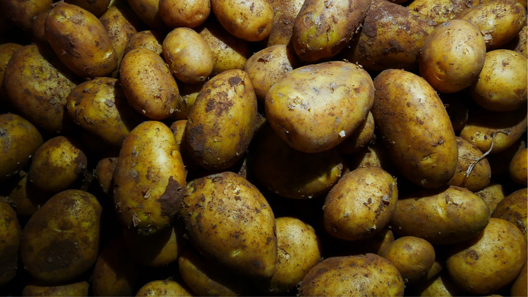 Gärtnerei Schweizer – Neue Kartoffeln